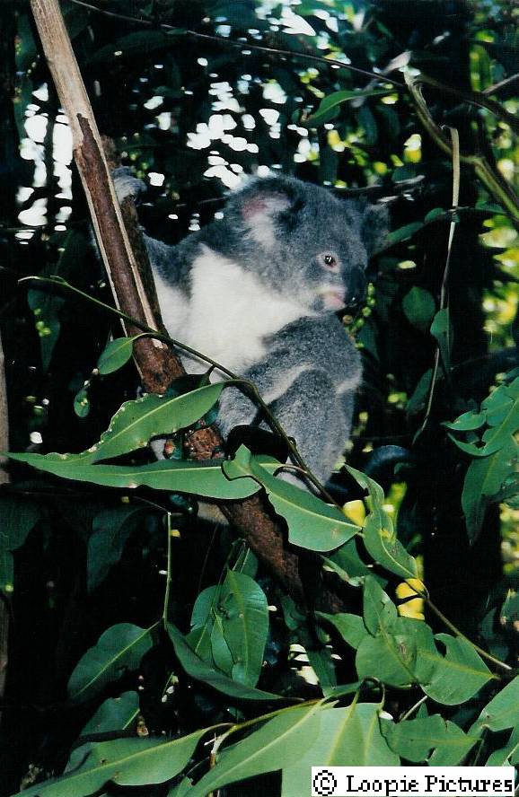 koala2.jpg